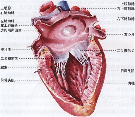 心底 位置|心脏解剖与传导系统